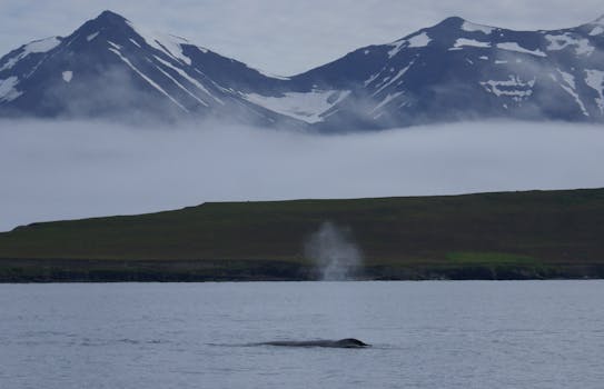 Hotels Built Beside Arctic Whale Routes