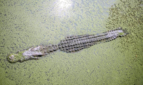 Hotels Built Beside Crocodile Rivers