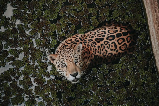 Hotels Built Beside Jungle Watering Holes