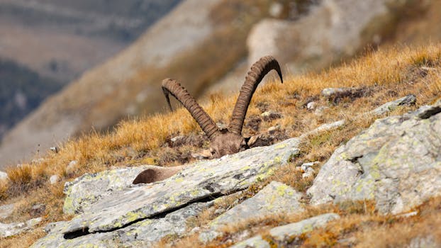 Hotels Hidden in Secret Alpine Meadows