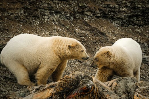 Hotels Surrounded by Arctic Polar Bears