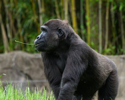 Hotels Surrounded by Gorilla Habitats