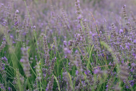 Hotels Surrounded by Healing Lavender Fields