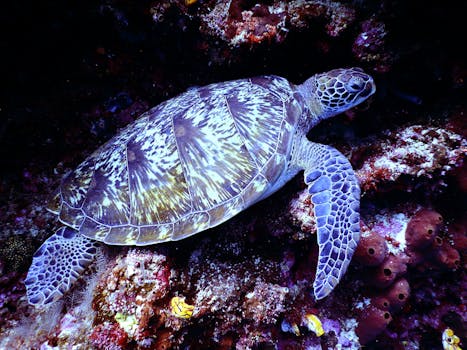 Hotels Surrounded by Protected Coral Reserves