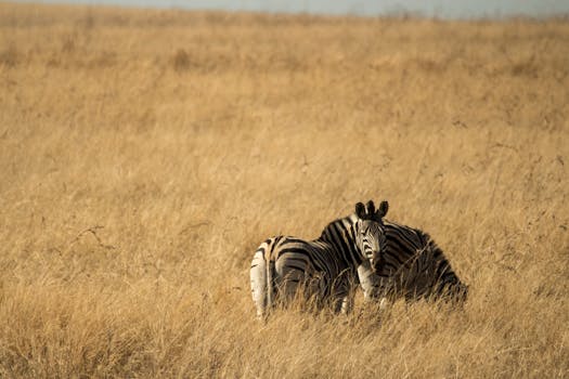 Hotels Surrounded by Roaming Zebras