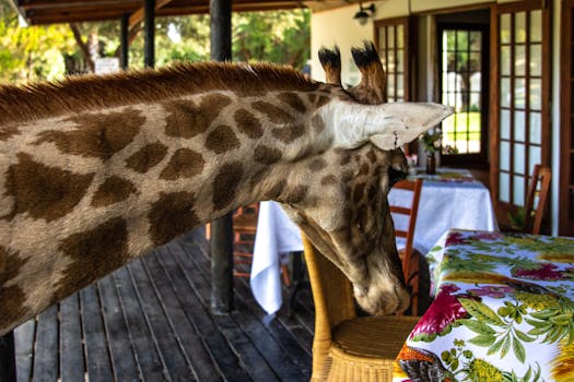 Hotels That Offer Safari Dining in the Wild