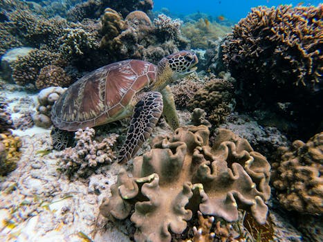 Hotels With Coral Reef Sanctuaries Beneath the Suites
