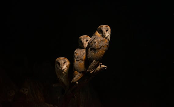 Hotels With Nighttime Animal Call Experiences