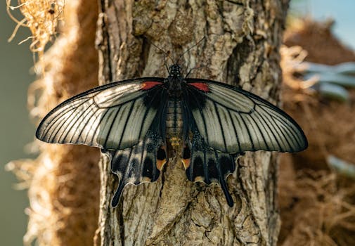 Hotels With On-Site Butterfly Conservatories