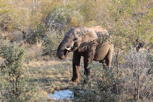 Hotels With Suites Above Elephant Watering Holes