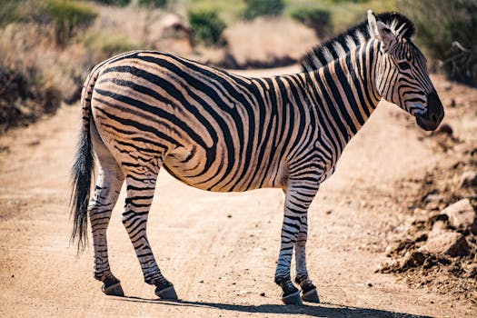 Resorts Built Beside African Savannah Plains