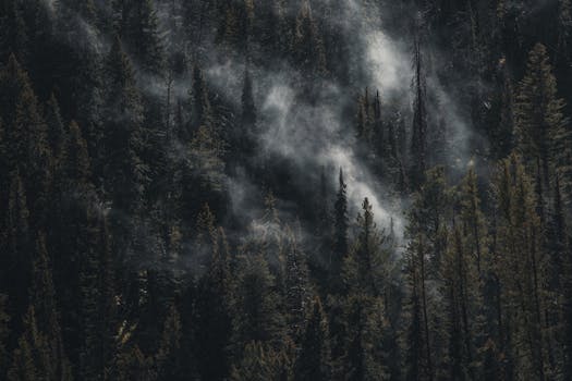 Resorts Hidden in Pine Forest Valleys