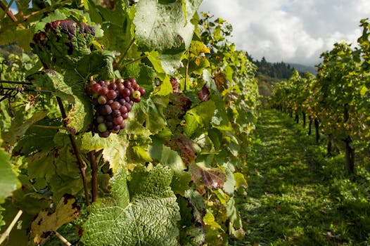 Resorts Hosting Seasonal Wine Harvest Events