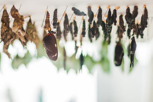 Resorts Surrounded by Butterfly Sanctuaries