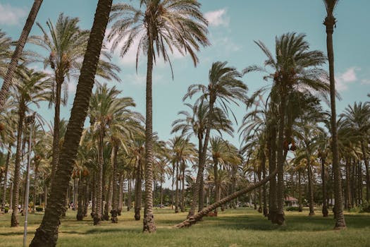 Resorts Surrounded by Palm Grove Gardens