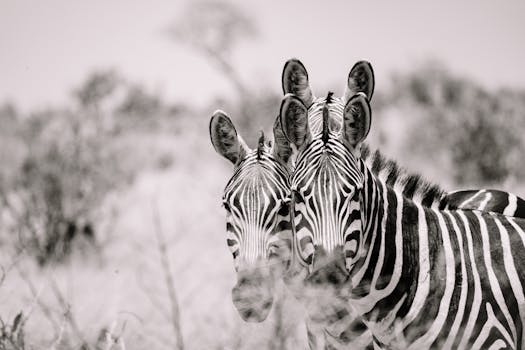 Resorts Surrounded by Serengeti Plains