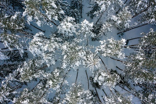 Resorts That Float Above Pine Forests