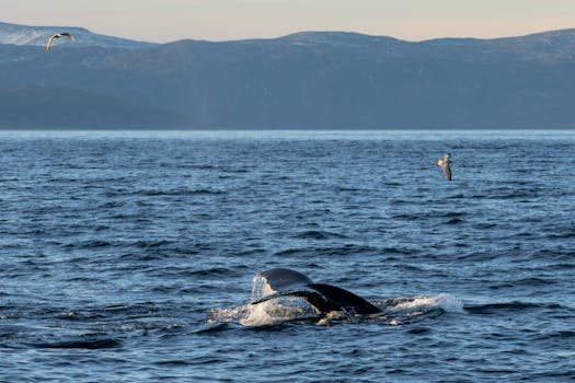 Resorts That Offer Arctic Whale Watching
