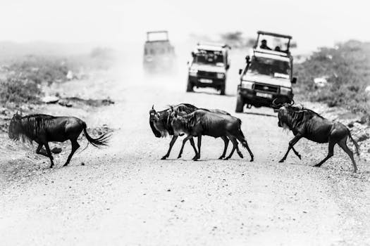 Resorts With Private Safari Jeeps for Guests