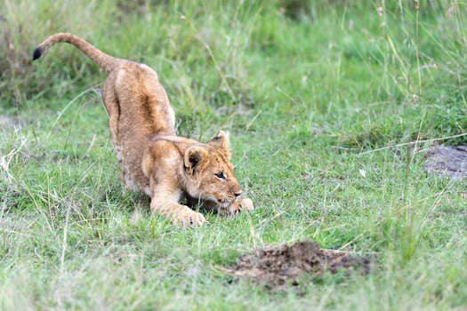 Stay in Eco-Lodges Surrounded by Endangered Species