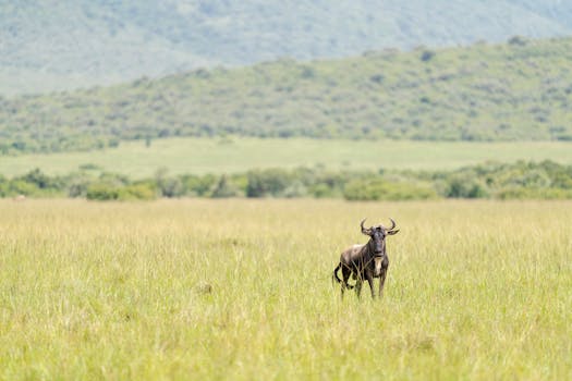 Stay in Lodges Surrounded by African Plains