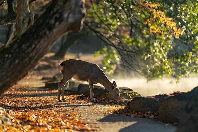 Best Things to Do in Nara Park