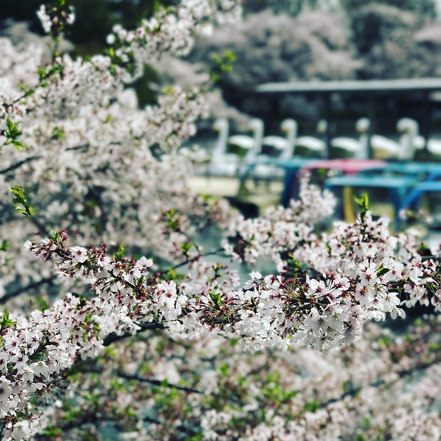 Comfortable Hotels in Kichijoji Tokyo Near Inokashira Park