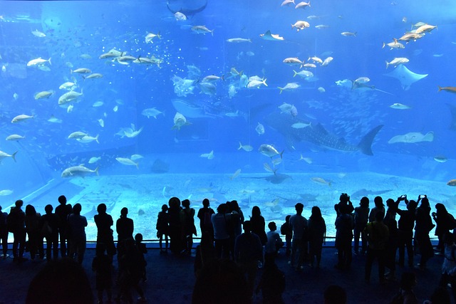 Luxury Resorts in Okinawa Motobu Near Churaumi Aquarium