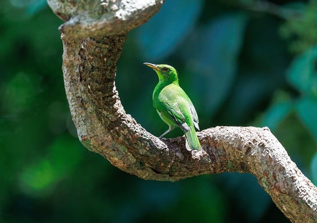 Premium Villas in Tulum Jungle Area With Eco Design