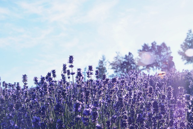 Quiet Hotels in Furano Near Lavender Fields and Countryside