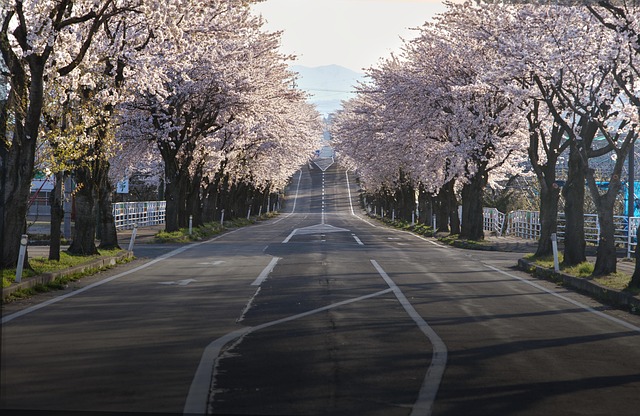 Scenic Hotels in Kyoto Philosopher Path Area With Cherry Blossom Views