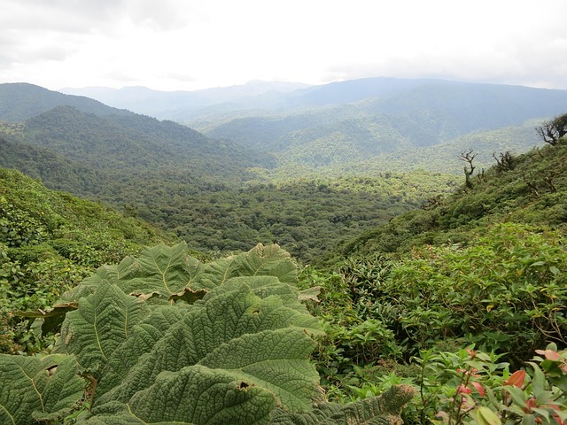 Scenic Resorts in Costa Rica Monteverde With Cloud Forest Views