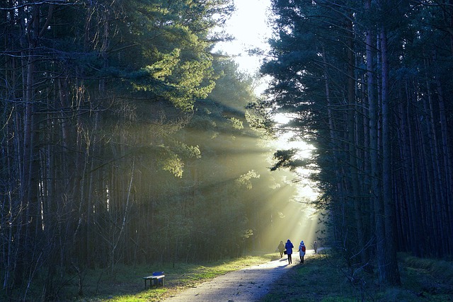 Scenic Walks in Philosopher Path Kyoto