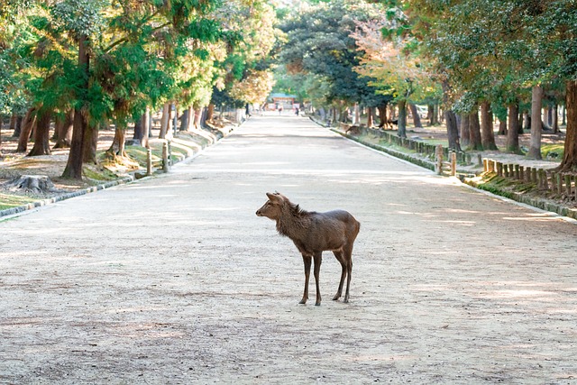 Travel Tips in Nara
