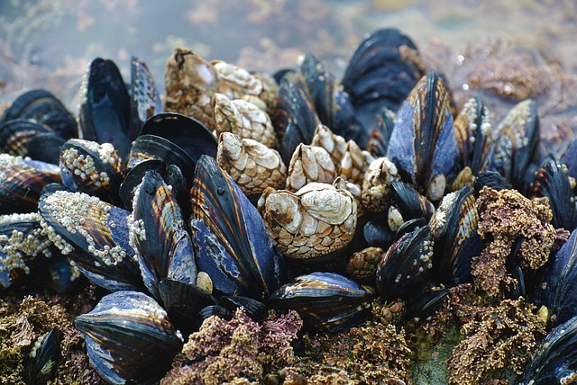 Travel Tips in Vancouver Island
